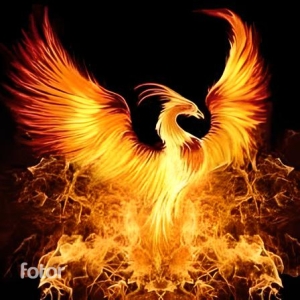 logo img